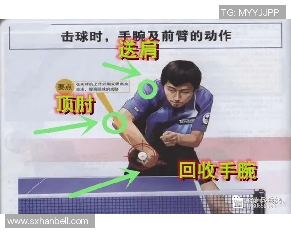 从零基础到高手之路乒乓球技术全方位提升指南 从零基础到高手之路乒乓球技术全方位提升指南